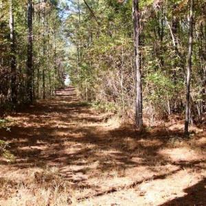 Photo of SOLD!!  257 Acres of Farm and Timber Land For Sale in Northampton County NC!