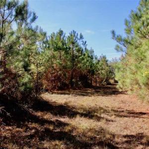Photo of SOLD!!  257 Acres of Farm and Timber Land For Sale in Northampton County NC!