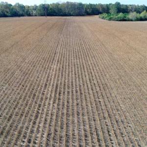 Photo of SOLD!!  257 Acres of Farm and Timber Land For Sale in Northampton County NC!