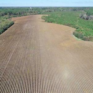 Photo of SOLD!!  257 Acres of Farm and Timber Land For Sale in Northampton County NC!