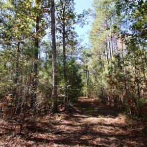 Photo of SOLD!!  257 Acres of Farm and Timber Land For Sale in Northampton County NC!