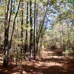 Photo of SOLD!!  257 Acres of Farm and Timber Land For Sale in Northampton County NC!