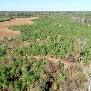 Photo of SOLD!!  257 Acres of Farm and Timber Land For Sale in Northampton County NC!