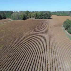 Photo of SOLD!!  257 Acres of Farm and Timber Land For Sale in Northampton County NC!