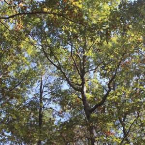 Photo of SOLD!!  257 Acres of Farm and Timber Land For Sale in Northampton County NC!