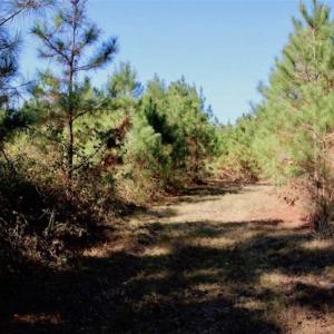 Photo of SOLD!!  257 Acres of Farm and Timber Land For Sale in Northampton County NC!