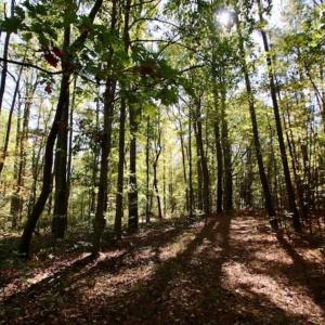 Photo of SOLD!!  257 Acres of Farm and Timber Land For Sale in Northampton County NC!