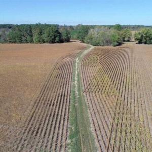 Photo of SOLD!!  257 Acres of Farm and Timber Land For Sale in Northampton County NC!