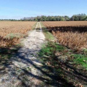 Photo of SOLD!!  257 Acres of Farm and Timber Land For Sale in Northampton County NC!
