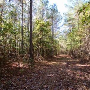 Photo of SOLD!!  257 Acres of Farm and Timber Land For Sale in Northampton County NC!