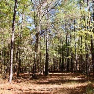 Photo of SOLD!!  257 Acres of Farm and Timber Land For Sale in Northampton County NC!