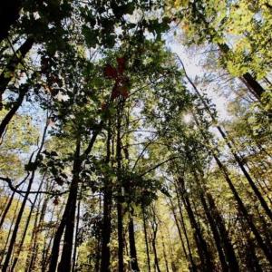 Photo of SOLD!!  257 Acres of Farm and Timber Land For Sale in Northampton County NC!