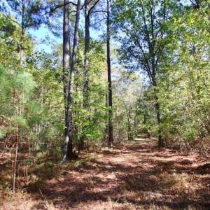 Photo of SOLD!!  257 Acres of Farm and Timber Land For Sale in Northampton County NC!