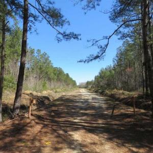 Photo of SOLD!!  365 Acres of Timber and Hunting Land For Sale in Columbus County NC!