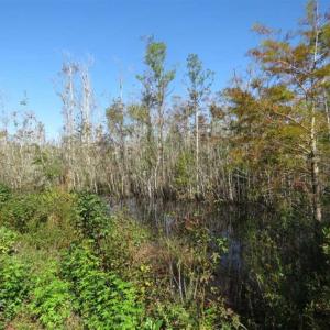 Photo of SOLD!!  365 Acres of Timber and Hunting Land For Sale in Columbus County NC!