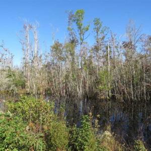 Photo of SOLD!!  365 Acres of Timber and Hunting Land For Sale in Columbus County NC!