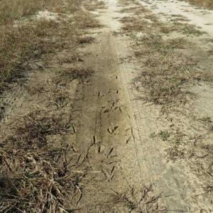 Photo of SOLD!!  365 Acres of Timber and Hunting Land For Sale in Columbus County NC!