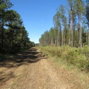 Photo of SOLD!!  365 Acres of Timber and Hunting Land For Sale in Columbus County NC!