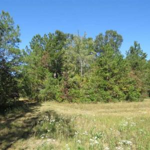 Photo of SOLD!!  365 Acres of Timber and Hunting Land For Sale in Columbus County NC!