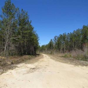 Photo of SOLD!!  365 Acres of Timber and Hunting Land For Sale in Columbus County NC!