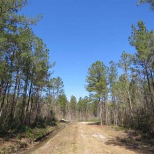 Photo of SOLD!!  365 Acres of Timber and Hunting Land For Sale in Columbus County NC!