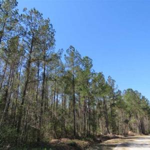 Photo of SOLD!!  365 Acres of Timber and Hunting Land For Sale in Columbus County NC!