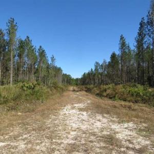 Photo of SOLD!!  365 Acres of Timber and Hunting Land For Sale in Columbus County NC!