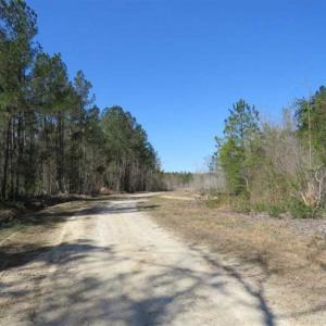 Photo of SOLD!!  365 Acres of Timber and Hunting Land For Sale in Columbus County NC!