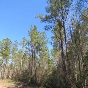 Photo of SOLD!!  365 Acres of Timber and Hunting Land For Sale in Columbus County NC!