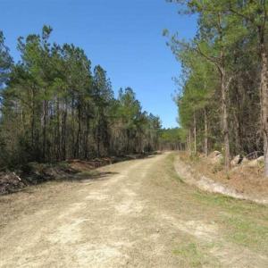 Photo of SOLD!!  365 Acres of Timber and Hunting Land For Sale in Columbus County NC!