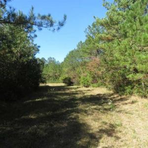 Photo of SOLD!!  365 Acres of Timber and Hunting Land For Sale in Columbus County NC!