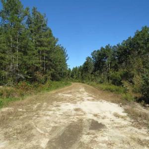 Photo of SOLD!!  365 Acres of Timber and Hunting Land For Sale in Columbus County NC!