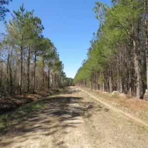 Photo of SOLD!!  365 Acres of Timber and Hunting Land For Sale in Columbus County NC!
