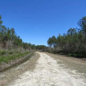 Photo of SOLD!!  365 Acres of Timber and Hunting Land For Sale in Columbus County NC!