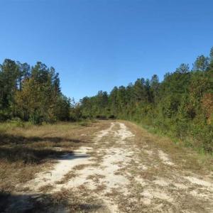 Photo of SOLD!!  365 Acres of Timber and Hunting Land For Sale in Columbus County NC!