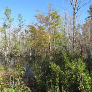 Photo of SOLD!!  365 Acres of Timber and Hunting Land For Sale in Columbus County NC!