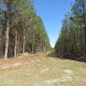 Photo of SOLD!!  365 Acres of Timber and Hunting Land For Sale in Columbus County NC!