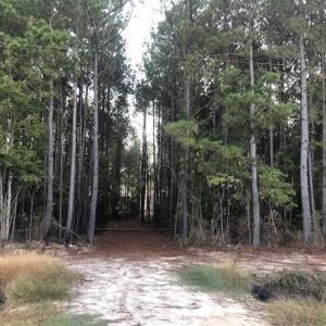 Photo of SOLD!!  19.26 Acres of Hunting Land For Sale in Robeson County NC!