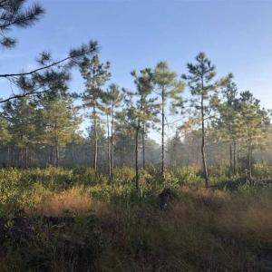Photo of SOLD!!  19.26 Acres of Hunting Land For Sale in Robeson County NC!