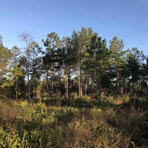 Photo of SOLD!!  19.26 Acres of Hunting Land For Sale in Robeson County NC!