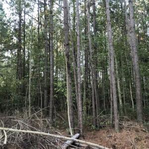 Photo of SOLD!!  19.26 Acres of Hunting Land For Sale in Robeson County NC!