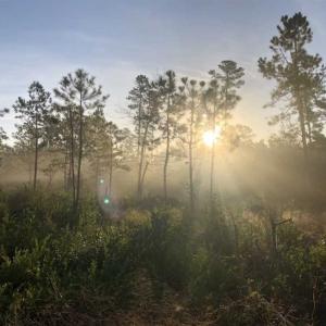 Photo of SOLD!!  19.26 Acres of Hunting Land For Sale in Robeson County NC!