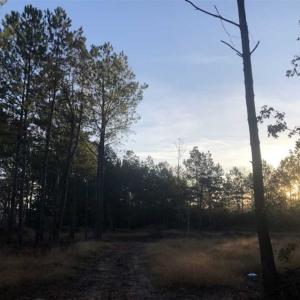 Photo of SOLD!!  19.26 Acres of Hunting Land For Sale in Robeson County NC!