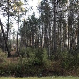 Photo of SOLD!!  19.26 Acres of Hunting Land For Sale in Robeson County NC!