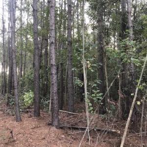 Photo of SOLD!!  19.26 Acres of Hunting Land For Sale in Robeson County NC!