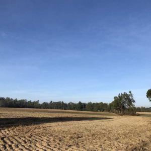 Photo of UNDER CONTRACT!!  350 Acres of Farm and Hunting Land For Sale in Columbus County NC!
