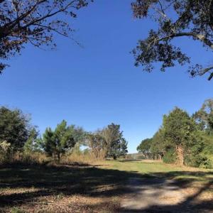 Photo of UNDER CONTRACT!!  350 Acres of Farm and Hunting Land For Sale in Columbus County NC!