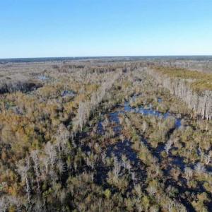 Photo of UNDER CONTRACT!!  350 Acres of Farm and Hunting Land For Sale in Columbus County NC!