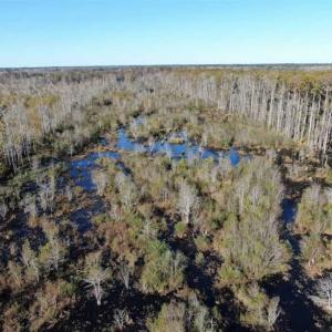 Photo of UNDER CONTRACT!!  350 Acres of Farm and Hunting Land For Sale in Columbus County NC!