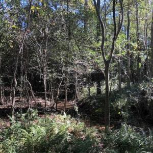 Photo of UNDER CONTRACT!!  350 Acres of Farm and Hunting Land For Sale in Columbus County NC!